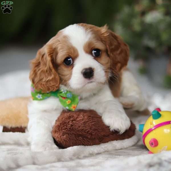 Lucas, Cavalier King Charles Spaniel Puppy